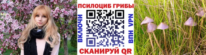купить  цена  Полысаево  Псилоцибиновые грибы Psilocybe 